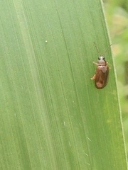 Coleoptera