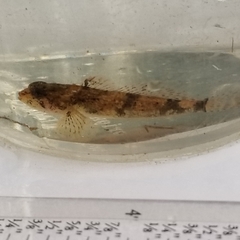 Cottus chattahoochee