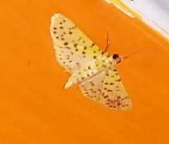 Conogethes