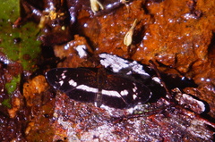 Castilia griseobasalis
