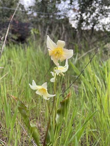 California fawnlily (Erythronium californicum)