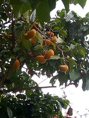 Tabernaemontana litoralis
