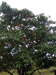 Tabernaemontana litoralis