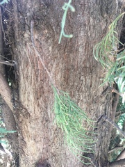 Cupressus sempervirens