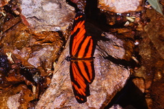 Eresia phillyra phillyra