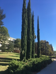 Cupressus sempervirens