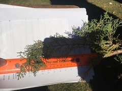 Cupressus sempervirens