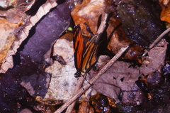 Eresia phillyra phillyra