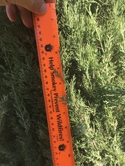 Cupressus sempervirens