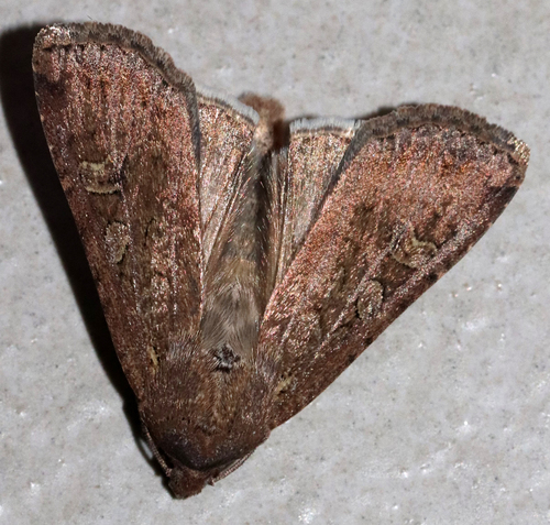 Red-backed Cutworm Moth photo 4