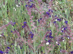 Anchusa hybrida