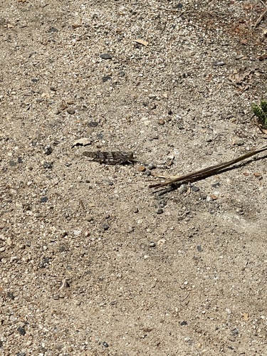 iNaturalist observation photo of Pallid-winged Grasshopper