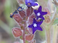 Anchusa hybrida