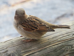Passer domesticus