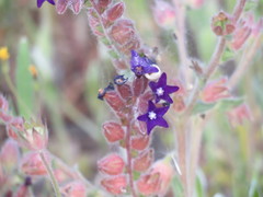 Anchusa hybrida