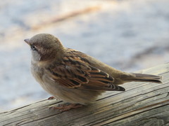 Passer domesticus