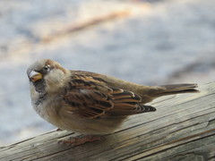 Passer domesticus