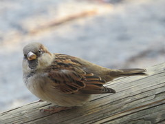 Passer domesticus