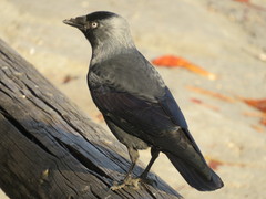 Corvus monedula
