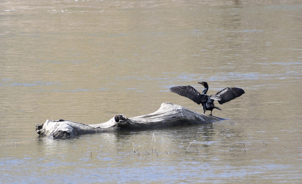 Doublecrested Cormorant from Winooski River, Winooski, VT, US on April 21, 2023 at 0300 PM by