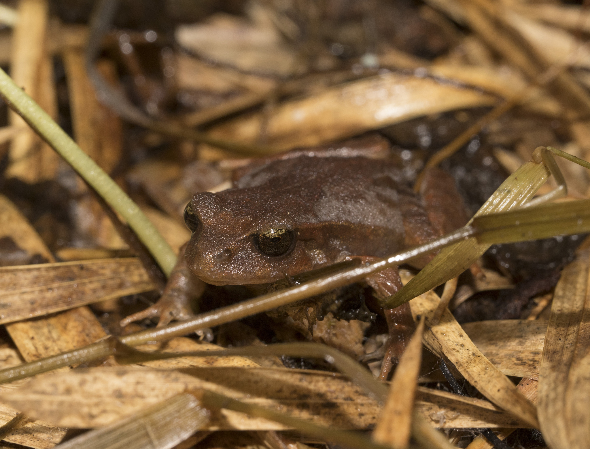 Eupsophus altor Nuñez, Rabanal & Formas, 2012