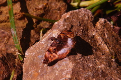 Noctuana lactifera