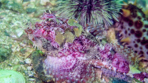 Leister sculpin (Enophrys lucasi) — Cottidae — 4