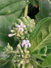 Morinda citrifolia image