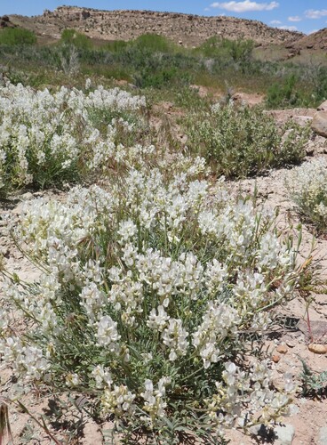 yellow milkvetch (Astragalus flavus)