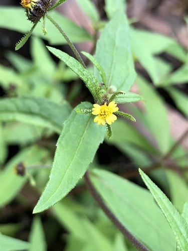 Sigesbeckia orientalis iNat (2)