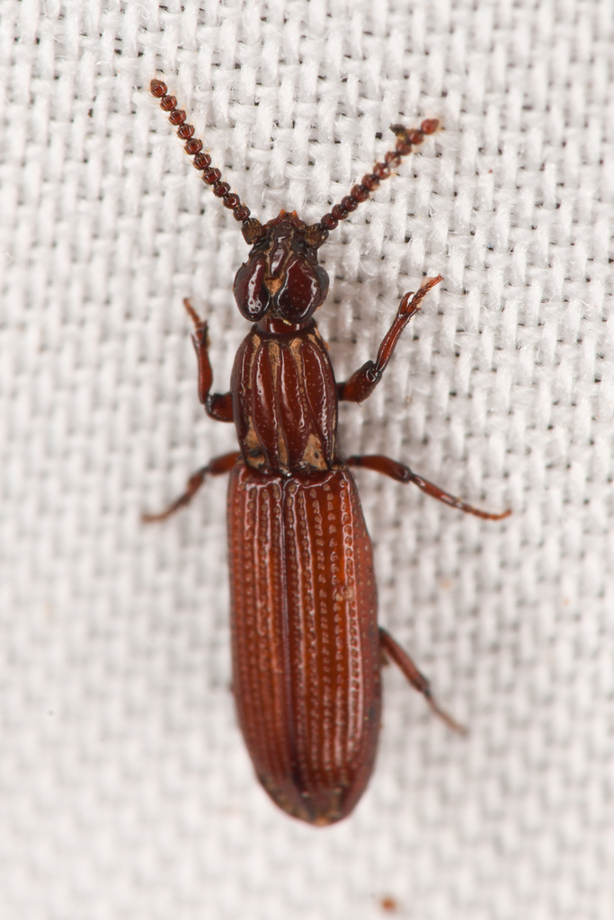 Omoglymmius hamatus