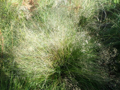 Agrostis montevidensis, 2023-04-28