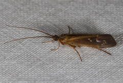 Limnephilus auricula