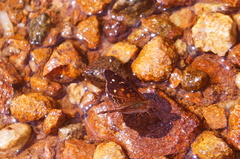 Anthanassa atronia
