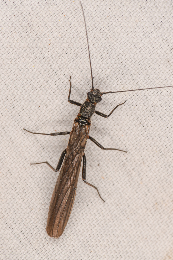 Black Needlefly