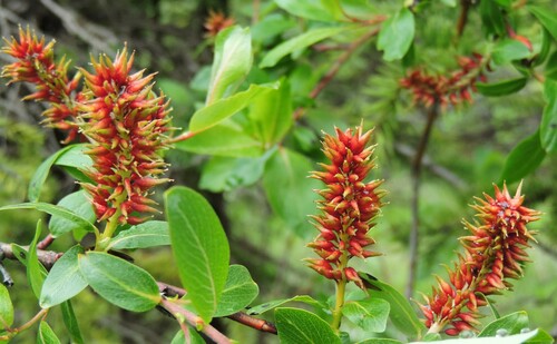 Farr's willow (Salix farriae)