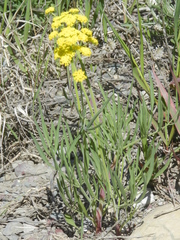 Lomatium triternatum triternatum