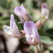 Astragalus lotiflorus - Photo 由 Catherine C. Galley 所上傳的 (c) Catherine C. Galley，保留部份權利CC BY-NC
