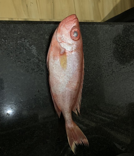 Slender bigeye (Priacanthus prolixus) — Priacanthidae — 4