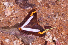 Adelpha pithys
