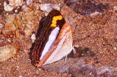 Adelpha pithys