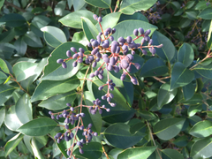 Ligustrum lucidum