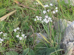 Allium subhirsutum