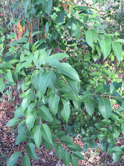 Ligustrum lucidum