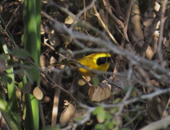 Geothlypis flavovelata