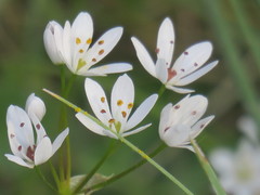 Allium subhirsutum