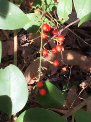Nandina domestica