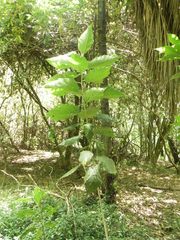 Smallanthus pyramidalis