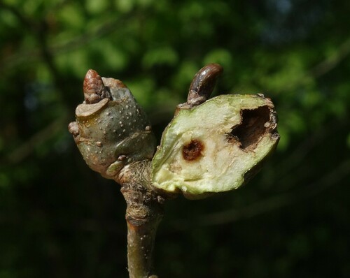 Andricus inflator Hartig, 1840