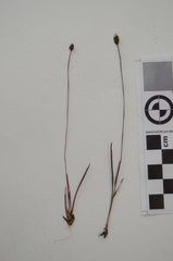Xyris montana